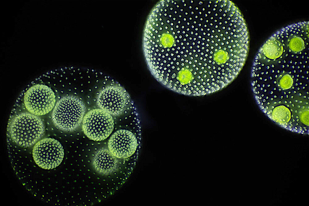 Volvox (algue microscopique)